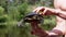 Male Hands Holding a European Pond Turtle on a Blurred Background of a River