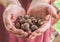 Male hands holding snowdrop bulbs