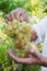 Male hands holds ripe juicy bunch of grapes. Natural, bio, organic, eco products