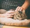 Male hands lay furry gray cat, cozy home