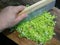 Male hands lettuce leaves with a large blade