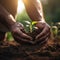 Male Hands Nurturing Soil for Sustainable Growth of Vegetable Seedling in Farming Concept