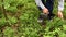 Male hands picking blueberries with berry scoop tool in forest. Faceless man plucking bilberries with special rake