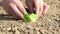 Male hands planting small tree in the ground, germination farming nature concept, evolution growth