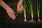 Male hands plants bulbs of daffodils in the ground