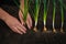 Male hands plants bulbs of daffodils in the ground