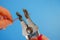 Male hands with a professional tool remove the insulation from the copper wire. Stripper work close-up. Electrical engineering