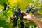 male hands with pruning shears cutting a bunch of red grapes, winemaking and harvesting concept