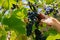 male hands with pruning shears cutting a bunch of red grapes, winemaking and harvesting concept