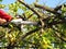 Male hands in red clothes sawing cut branches in the crown of a tree. Chainsaw in hand and flying sawdust on a background of