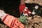 male hands in red gloves of young mature man gardener and farmer plants daisy