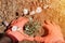 male hands in red gloves of young mature man gardener and farmer plants daisy wildflowers