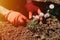 male hands in red gloves of young mature man gardener and farmer plants daisy wildflowers