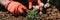 male hands in red gloves of young mature man gardener and farmer plants daisy wildflowers