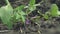 Male hands removing weeds from garden.