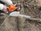 Male hands sawing a tree trunk on the ground, and sawdust flying from chainsaw. Cutting trees for firewood, a man with a chainsaw