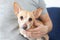 Male hands stroking a dog. The owner loves his dog. Friendship between man and dog. Chihuahua in the hands of the owner. Understan