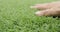 Male hands is touching artificial lawn grass.
