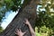 Male hands touching the old bark of a centenary chestnut tree at dawn in the forest, protect nature, green ecological lifestyle