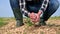 Male hands touching soil on the field. Expert hand of farmer checking soil health before growth a seed of vegetable or