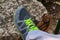 Male hands tying up shoelaces on a running sneaker, close up. Part of sportsman tying sneakers. Leg on a rock.