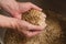 Male hands from which ground malt pours out. good attitude to craft. Craft beer brewing from grain barley pale malt in process.