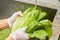 Male hands with white gloves rinsing lettuce beneath tap water.