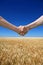 Male handshake on wheat field in summer time