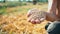 Male hard-working hand shows a full palm of grain. Grain in the hand of a farmer on the background of the earth