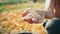 Male hard-working hand shows a full palm of grain. Grain in the hand of a farmer on the background of the earth