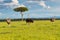 Male and Harem Common Ostrich Plus Masai Mara Landscape