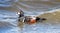 Male Harlequin Duck