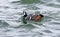 Male Harlequin Duck