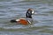 Male Harlequin Duck