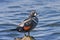 Male Harlequin Duck Histrionicus histrionicus