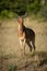 Male hartebeest displays himself on grassy bank