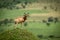 Male hartebeest stands on mound watching camera