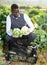 Male harvesting cauliflowers