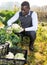 Male harvesting cauliflowers