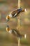 Male hawfinch bending down over water and drawing beak to drink water