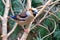 Male hawfinch Coccothraustes coccothraustes