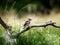 A male hawfinch Coccothraustes coccothraustes