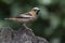 male Hawfinch Coccothraustes coccothraustes on a branch