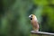 Male Hawfinch / Coccothraustes coccothraustes in the rain