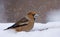 Male hawfinch feeds in snow and searches fo some nutrition