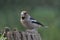 Male hawfinch looking for feed