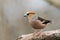 Male Hawfinch sitting on a branch