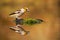 Male hawfinch sitting on a moss in the middle of pond with reflection on water.