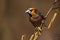 Male hawfinch sitting still on a hazel tree in blossom in springtime.