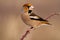 Male hawfinch sitting on twig with thorns on a sunny winter day